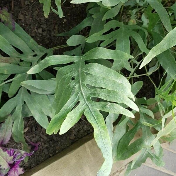 Phlebodium aureum Leaf