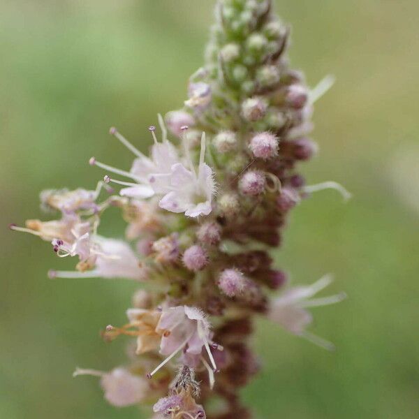 Mentha longifolia Flower