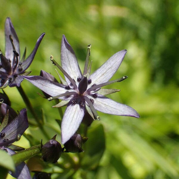 Swertia perennis Blüte