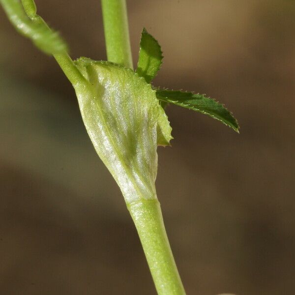 Trifolium strictum Лист