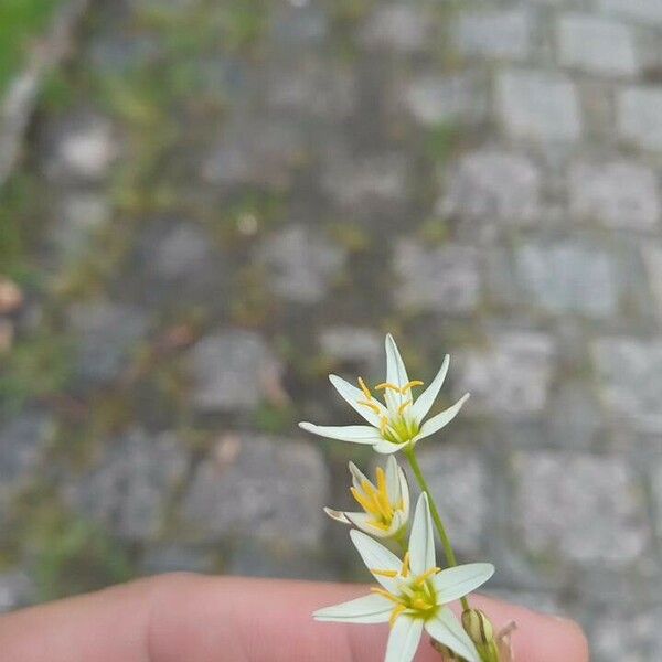 Nothoscordum bivalve Květ