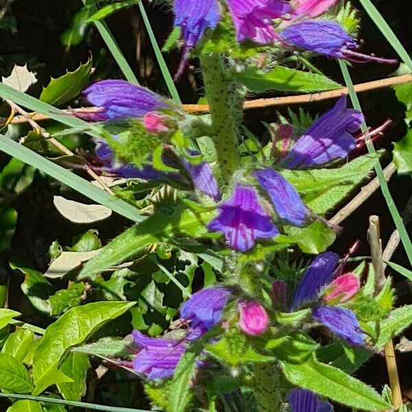 Echium rosulatum Flower