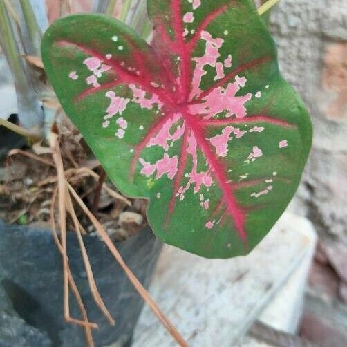 Caladium bicolor Liść