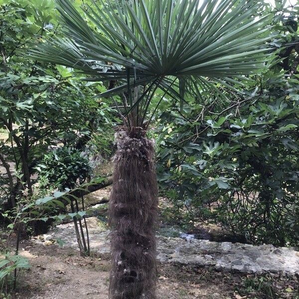 Chamaerops humilis Annet