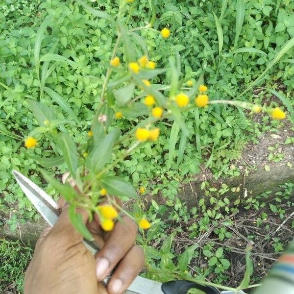 Acmella caulirhiza Flower