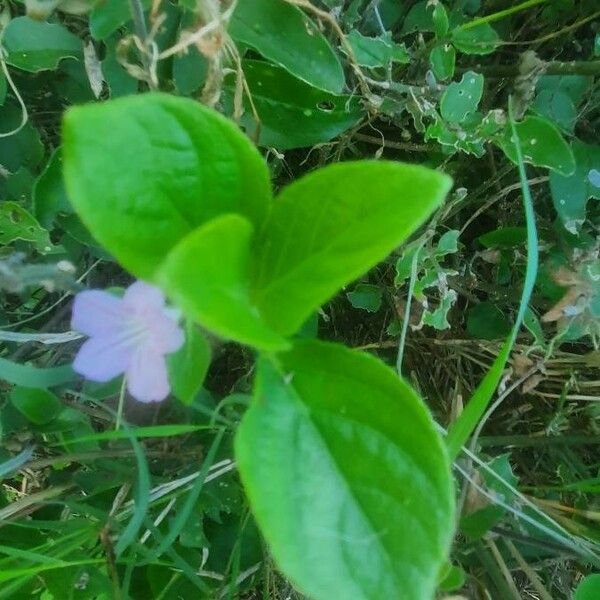 Ruellia patula ᱥᱟᱠᱟᱢ