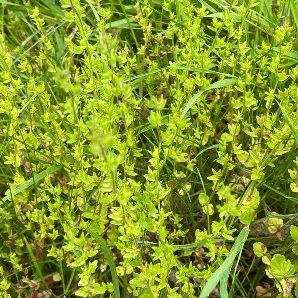 Veronica arvensis Habit