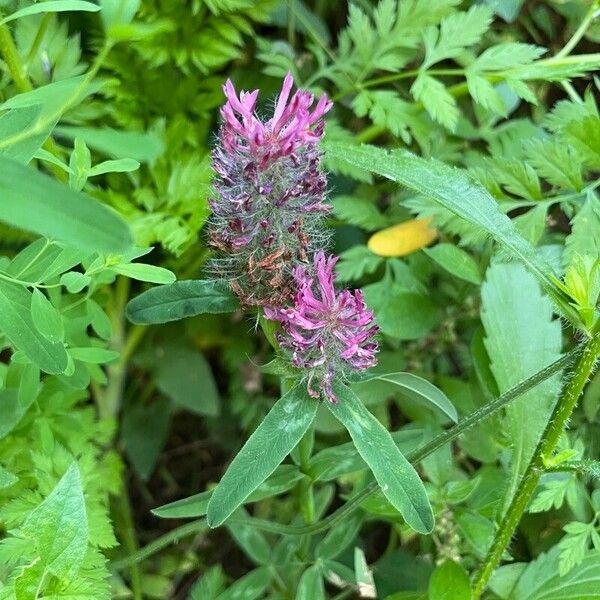 Trifolium rubens Blodyn