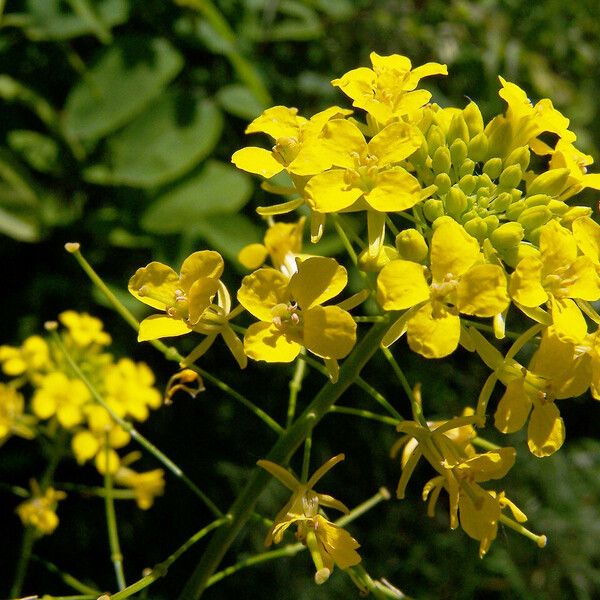 Sisymbrium loeselii Õis