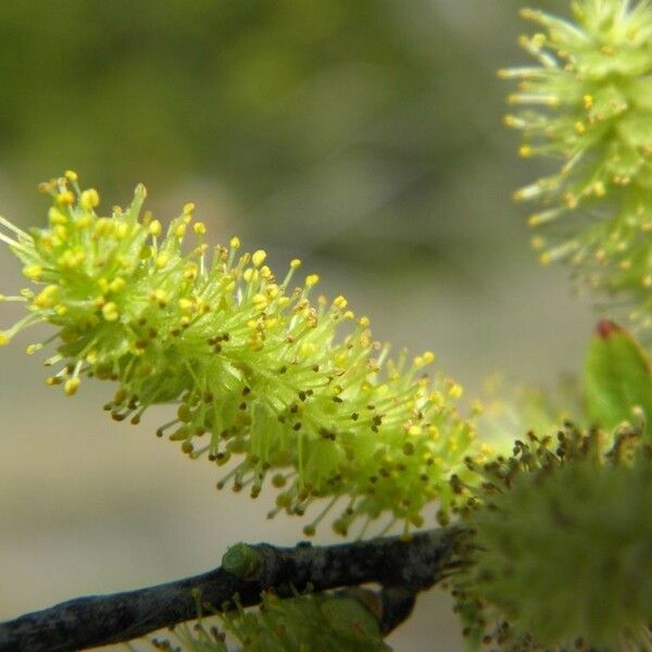 Salix caroliniana Flower