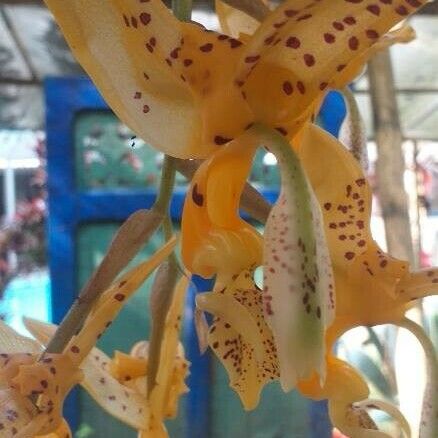 Stanhopea wardii Virág