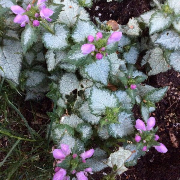 Lamium maculatum Habit