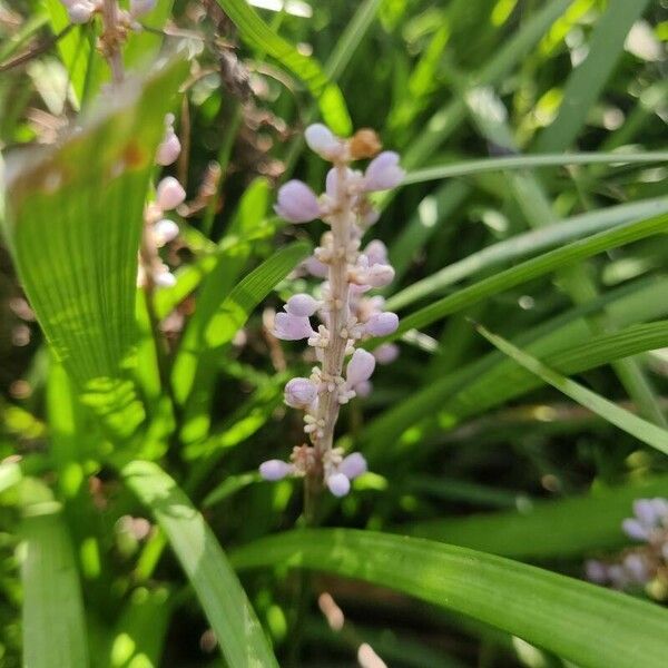 Liriope spicata Flors