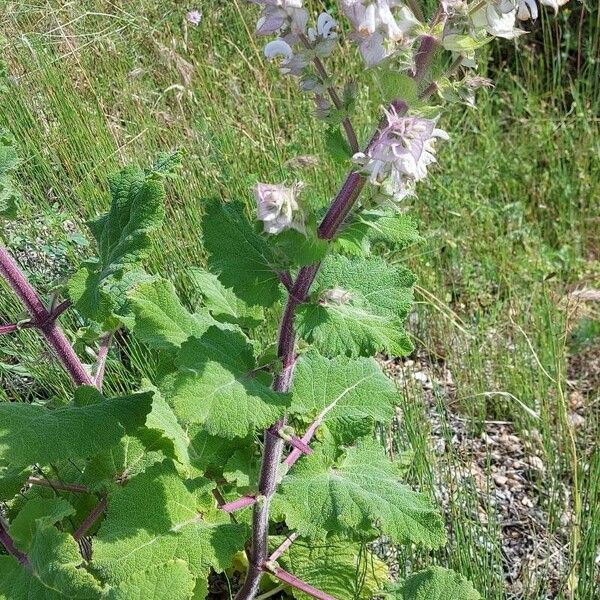 Salvia sclarea Leaf