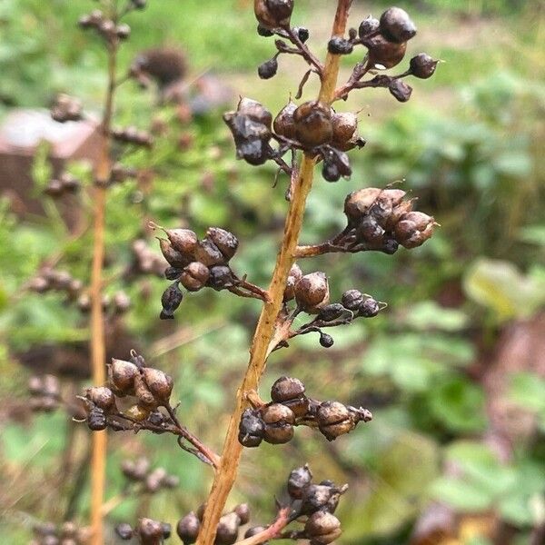 Scrophularia auriculata Fruitua