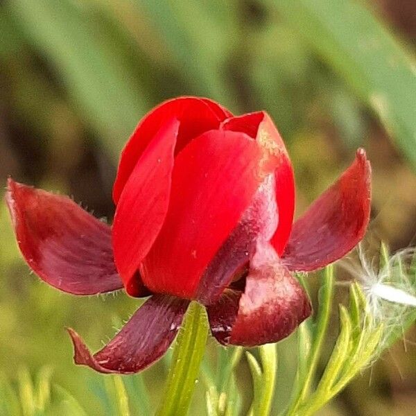 Adonis annua Flower