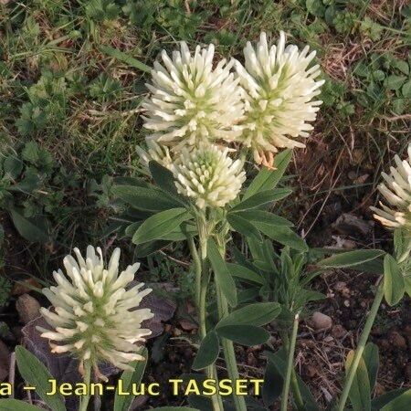 Trifolium pannonicum 花