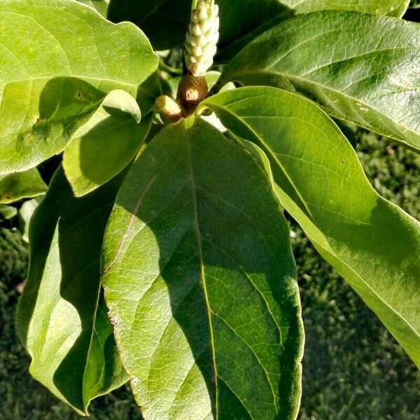 Magnolia liliiflora 葉