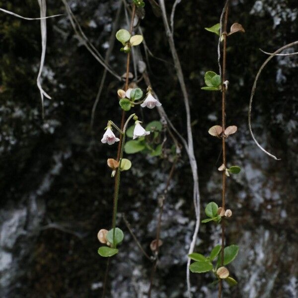 Linnaea borealis Kvet