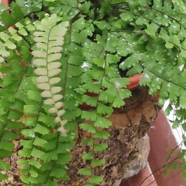 Adiantum caudatum Leaf