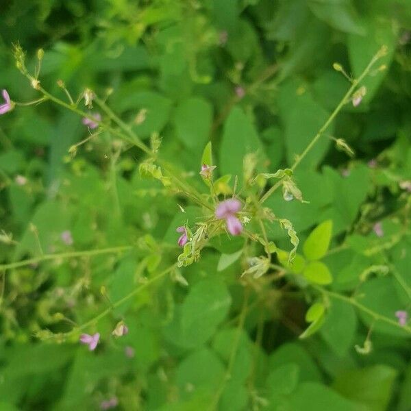 Desmodium paniculatum ഫലം