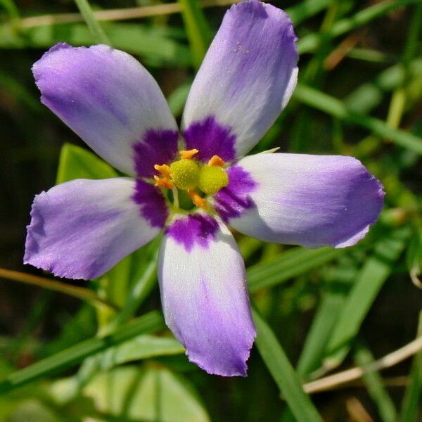 Eustoma exaltatum Flower