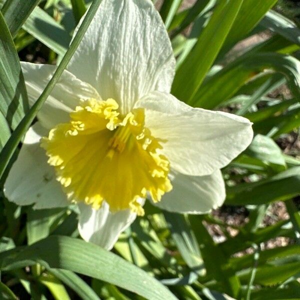 Narcissus × incomparabilis Flor