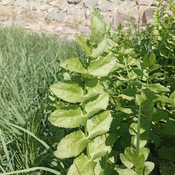 Berula erecta 葉