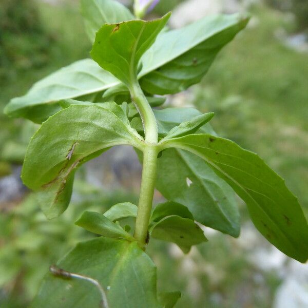 Epilobium alsinifolium Hostoa
