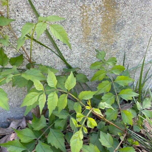 Campsis radicans 葉