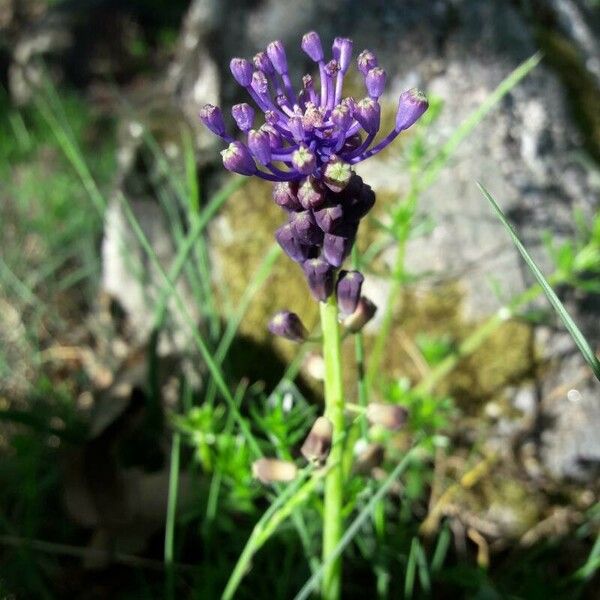 Muscari comosum Flor