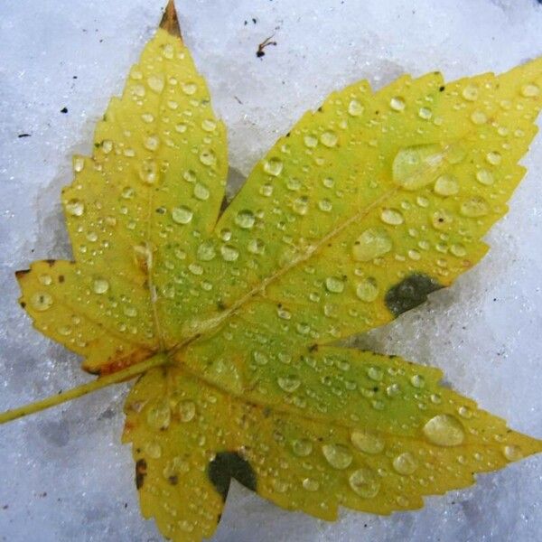 Acer pseudoplatanus Folha