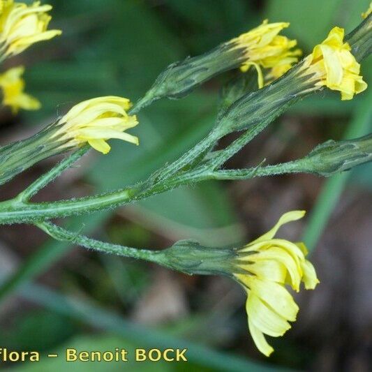 Crepis praemorsa Beste bat