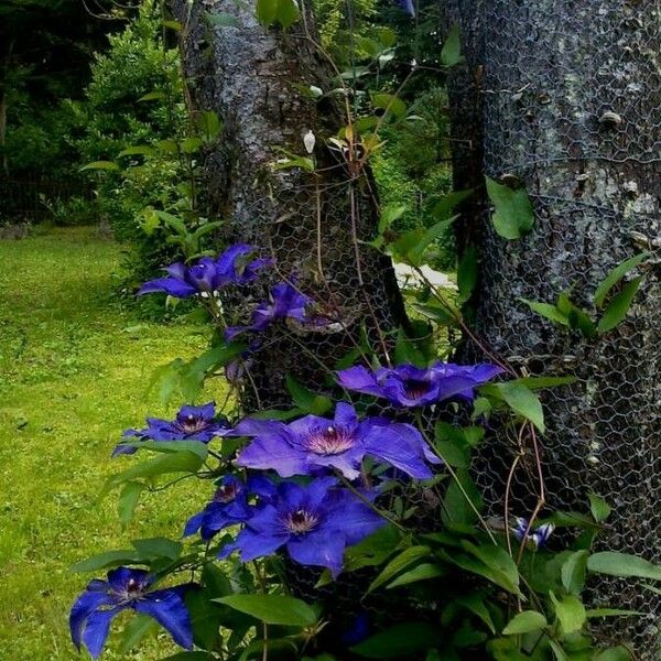 Clematis patens Flower