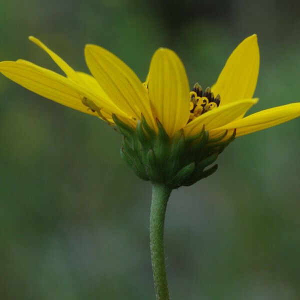 Helianthus occidentalis Květ