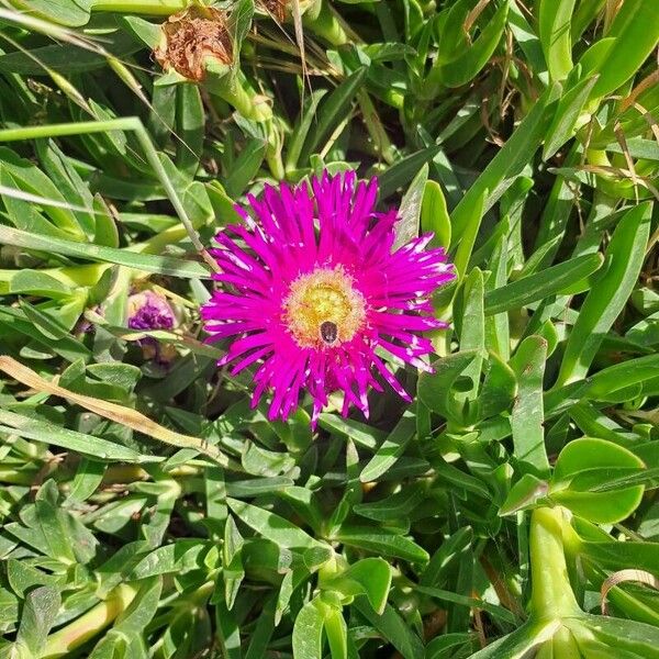 Carpobrotus acinaciformis Λουλούδι