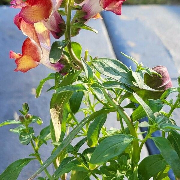 Antirrhinum majus Leaf