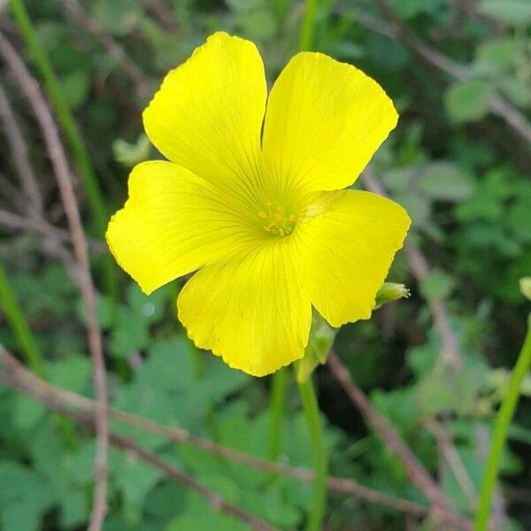 Oxalis pes-caprae Kukka