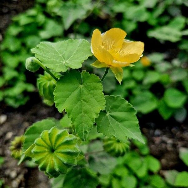 Abutilon indicum Fleur