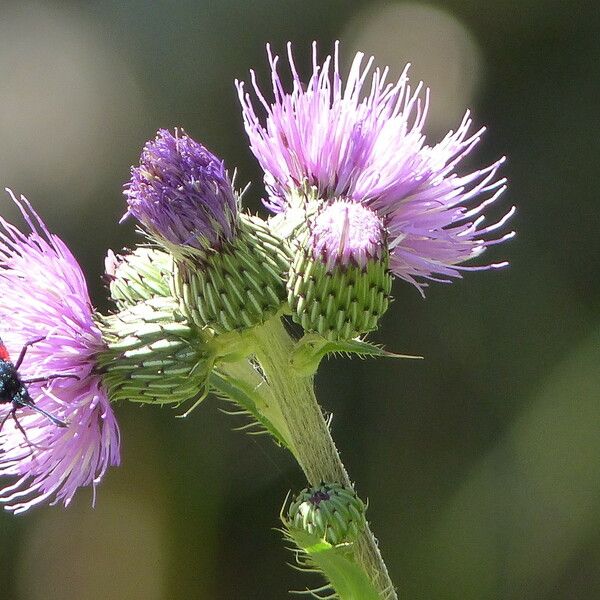 Cirsium monspessulanum फूल