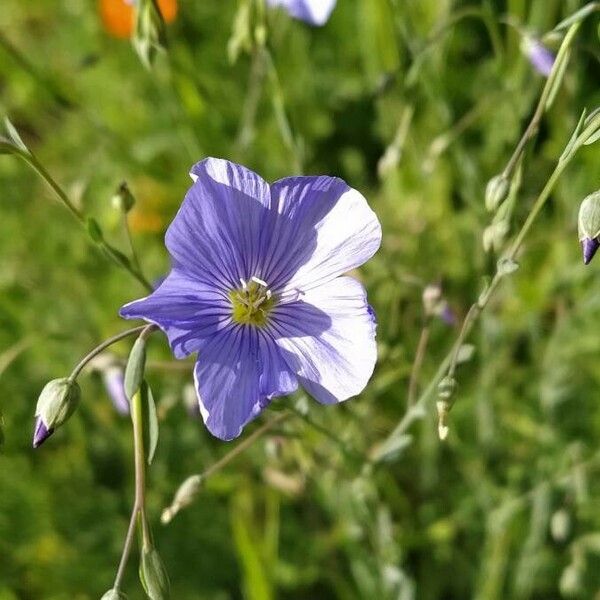 Linum perenne Blüte