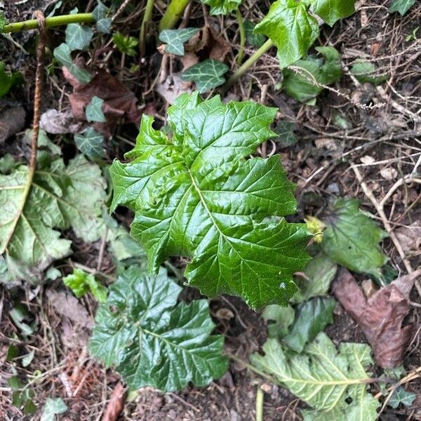 Acanthus mollis Liść