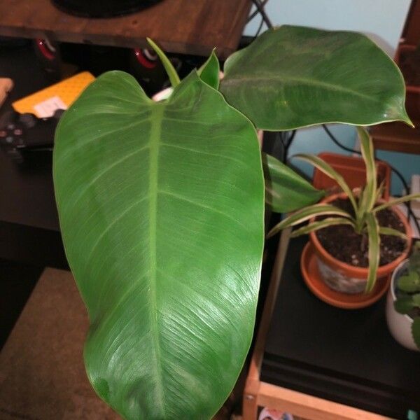 Philodendron davidsonii Blad