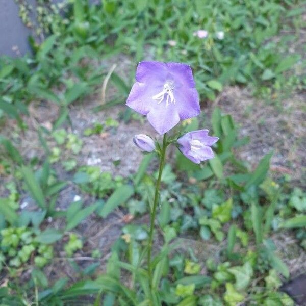 Campanula persicifolia फूल