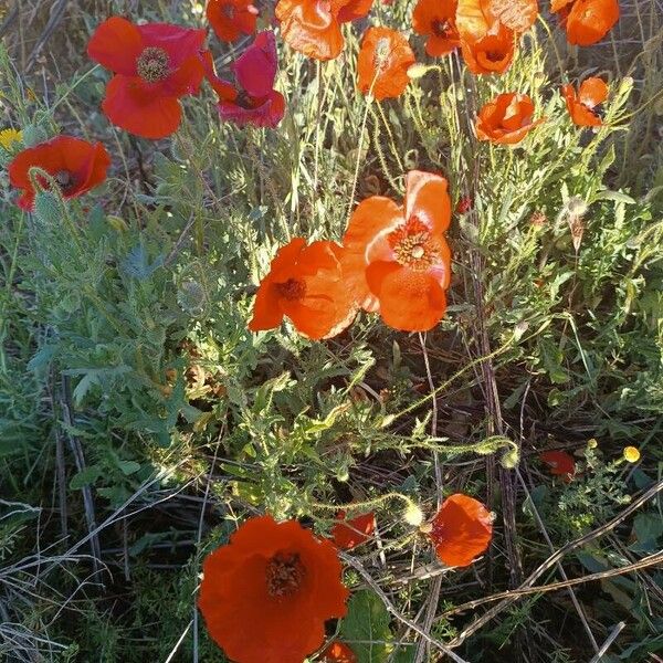 Papaver setiferum 花