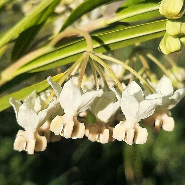 Gomphocarpus fruticosus ফুল