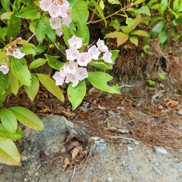 Kalmia latifolia Flor