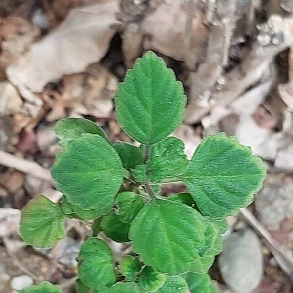 Plectranthus ernstii Leaf