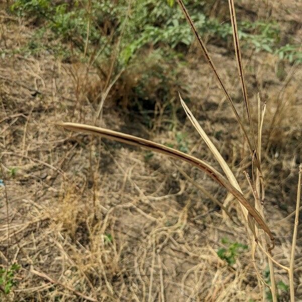 Senna obtusifolia Fruit