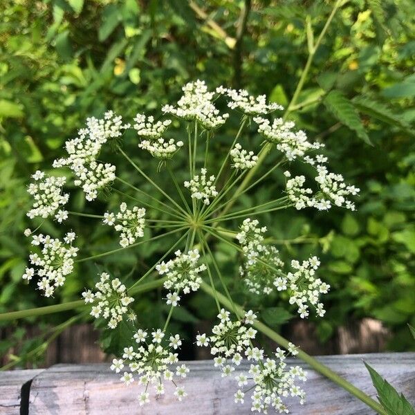 Cicuta maculata Fleur